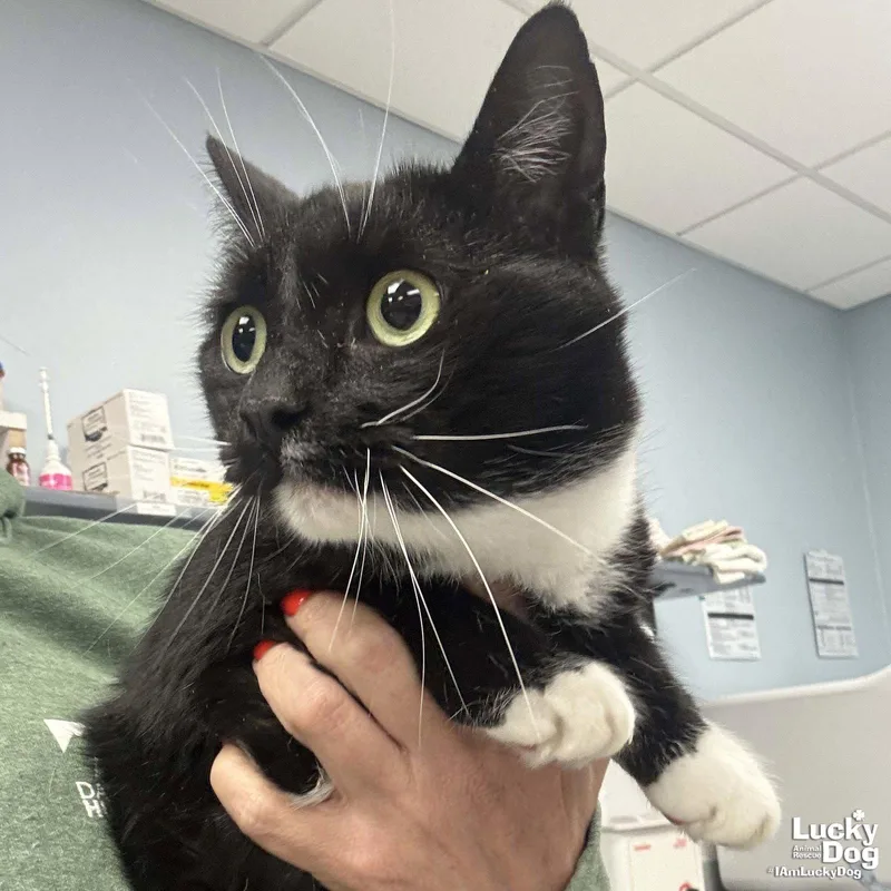 An adult medium-sized female Domestic Short Hair cat named Libby for adoption in Washington, DC
