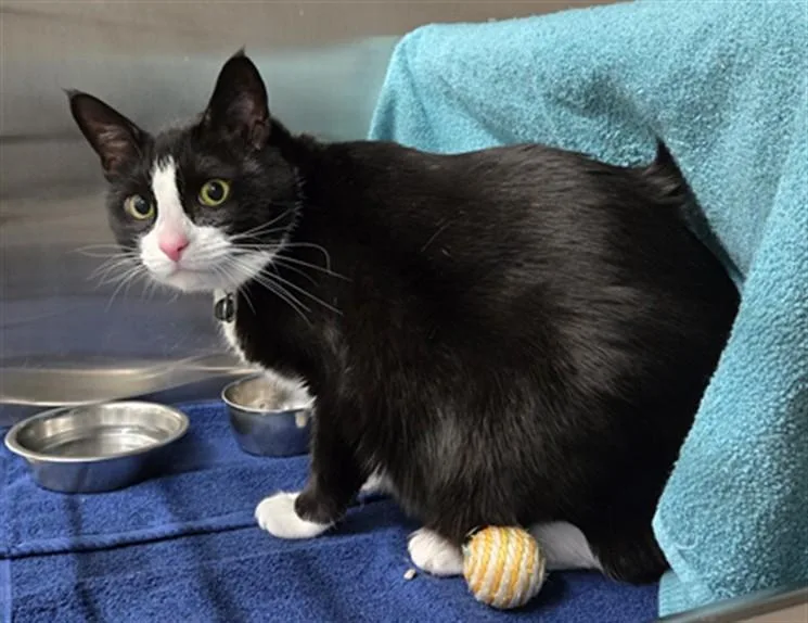 An adult medium-sized female Domestic Short Hair cat named Molly for adoption in Derwood, MD