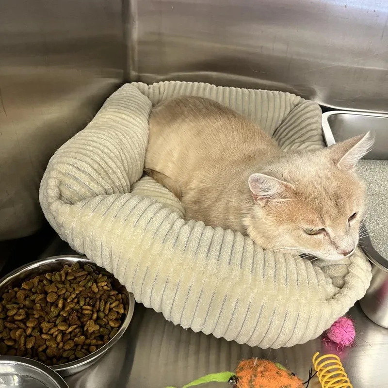 An adult large-sized male Domestic Medium Hair cat named Garfield for adoption in Hamburg, NY