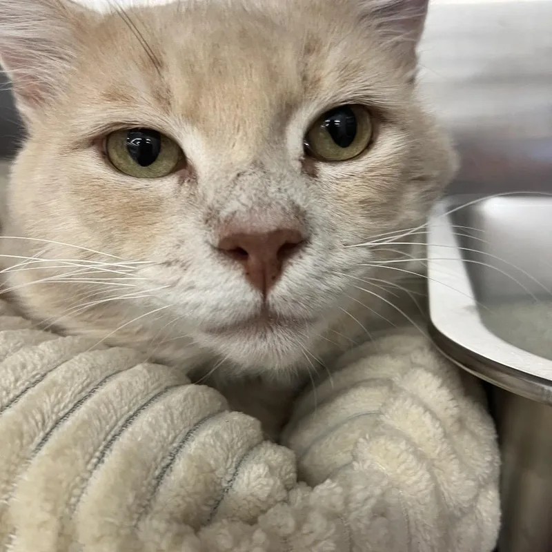 Garfield thumbnail 2