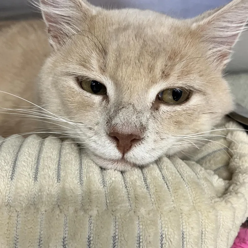Garfield thumbnail 3