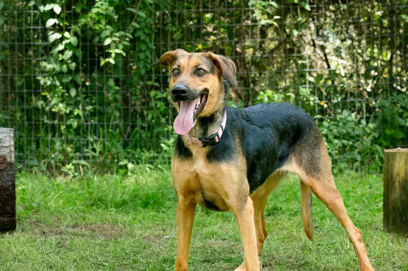 A young large-sized female Black German Shepherd Dog dog named Kyra for adoption in Tomball, TX