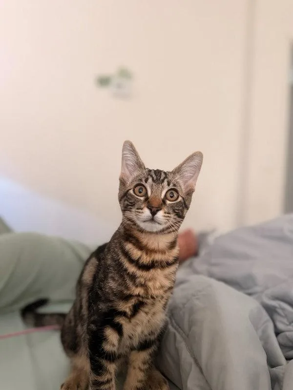 A baby small-sized male Domestic Short Hair cat named Jerry for adoption in Bonsall, CA