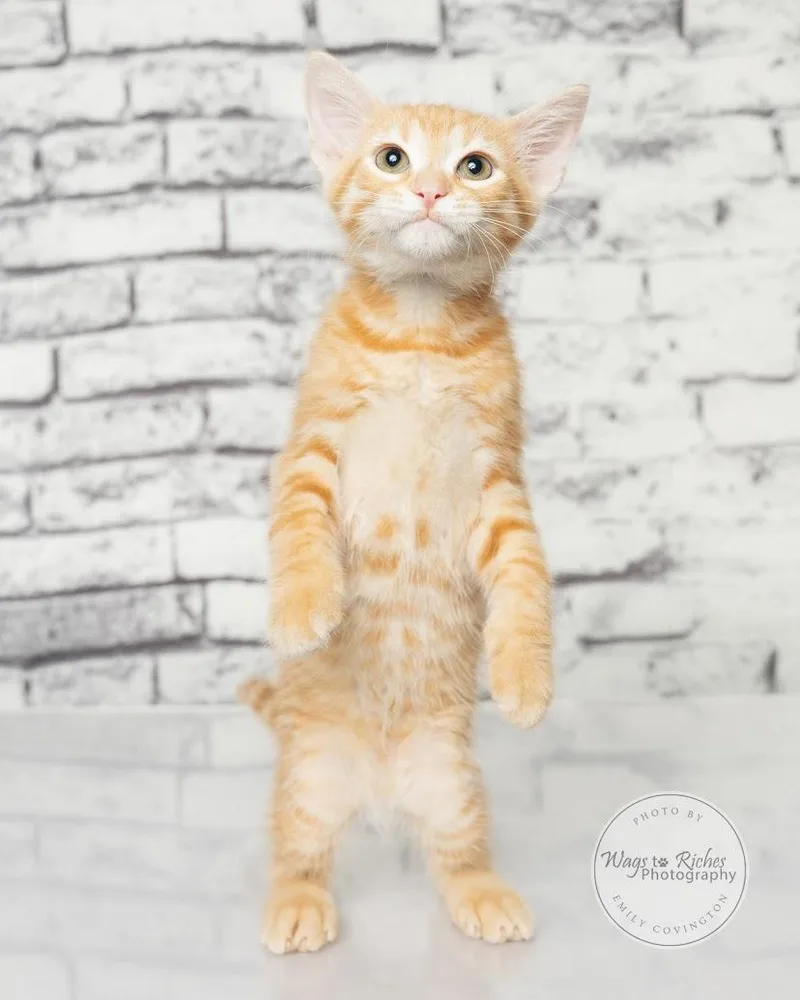 A baby medium-sized male Tabby (Orange / Red) Domestic Short Hair cat named Taylor for adoption in Tuscaloosa, AL