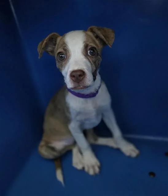 A baby medium-sized female Mixed Breed dog named Birdie for adoption in Dallas, TX