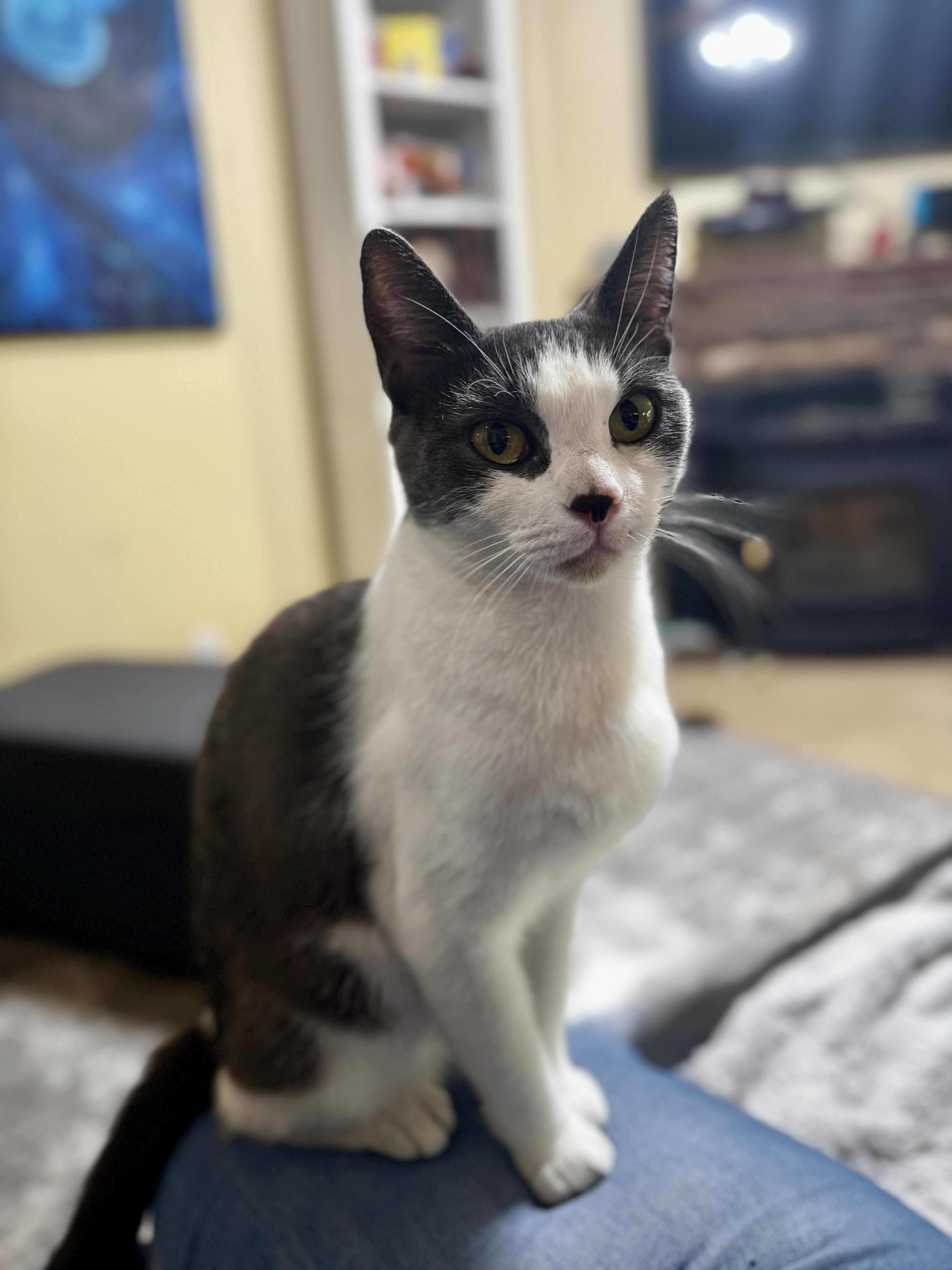 An adult medium-sized female Gray & White Domestic Short Hair cat named Wendy for adoption in Helendale, CA