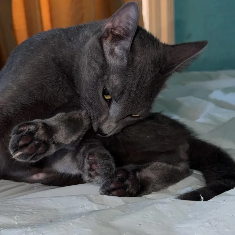A young small-sized female Gray / Blue / Silver Domestic Short Hair cat named Storm for adoption in Los Angeles, CA