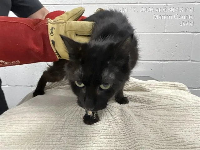 A young small-sized female Domestic Short Hair cat named Gwen for adoption in Ocala, FL