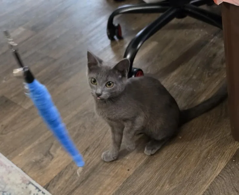 A baby medium-sized female Gray / Blue / Silver Domestic Short Hair cat named Rika for adoption in Portland, OR