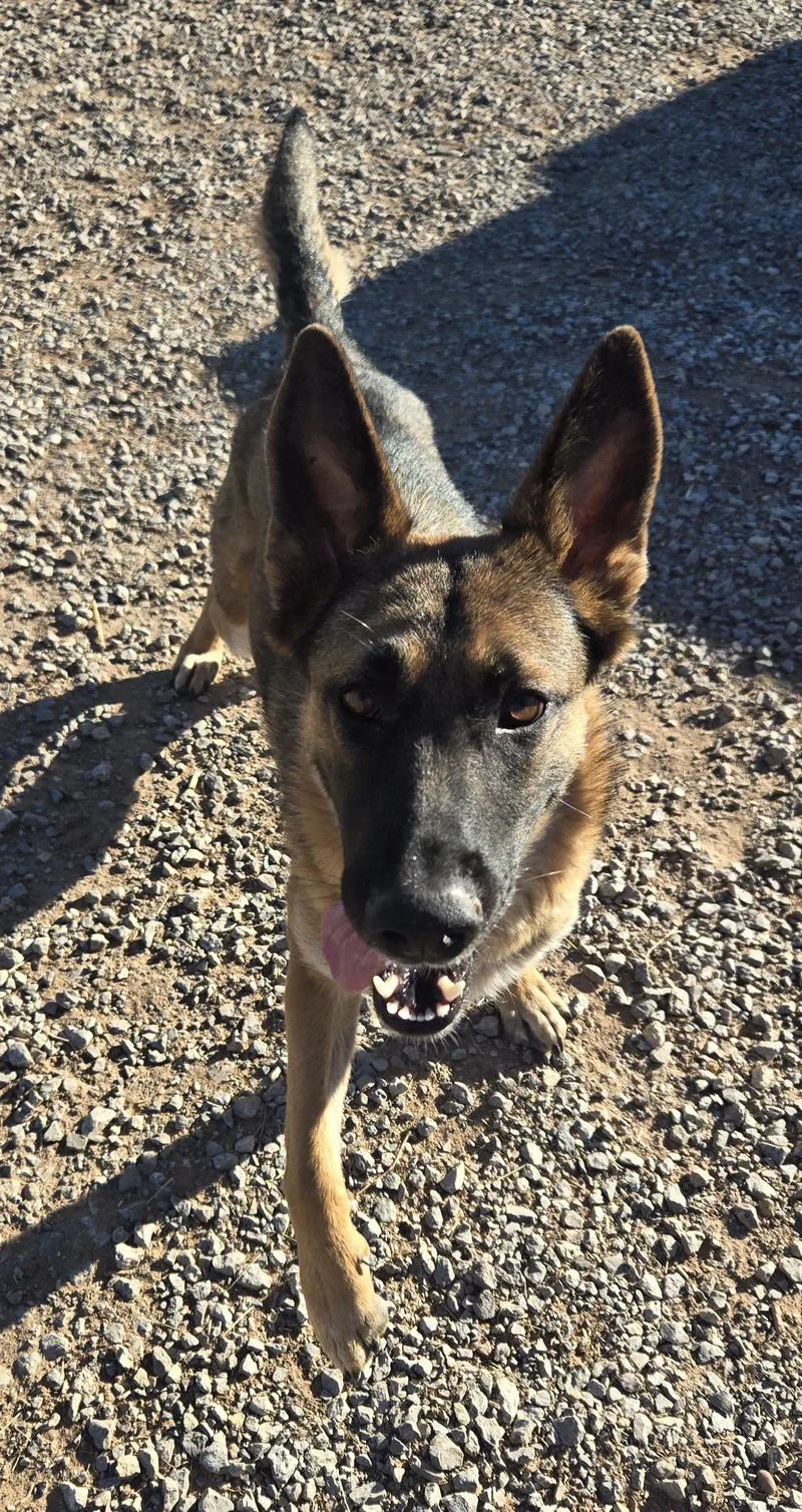 A young medium-sized female Sable Belgian Shepherd / Malinois dog named Goose Please Read Bio for adoption in Peralta, NM