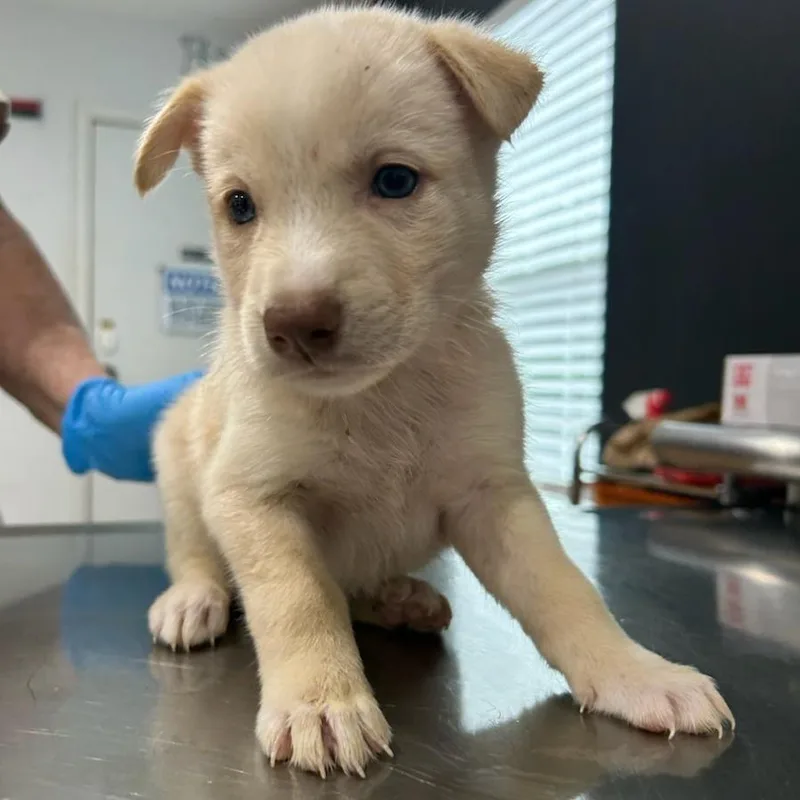 A baby medium-sized male Yellow / Tan / Blond / Fawn Labrador Retriever dog named Elvis for adoption in Livingston, TX