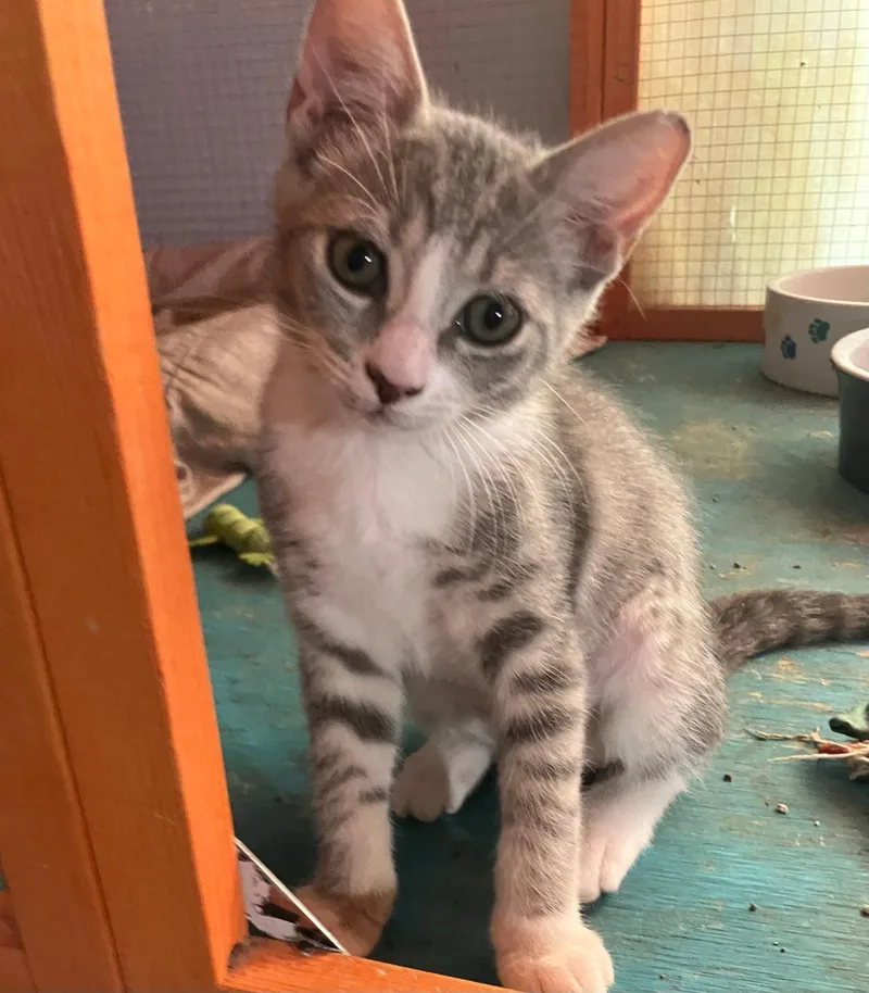 A baby small-sized female Tabby (Gray / Blue / Silver) Tabby cat named Carolina Cutie for adoption in Homestead, FL