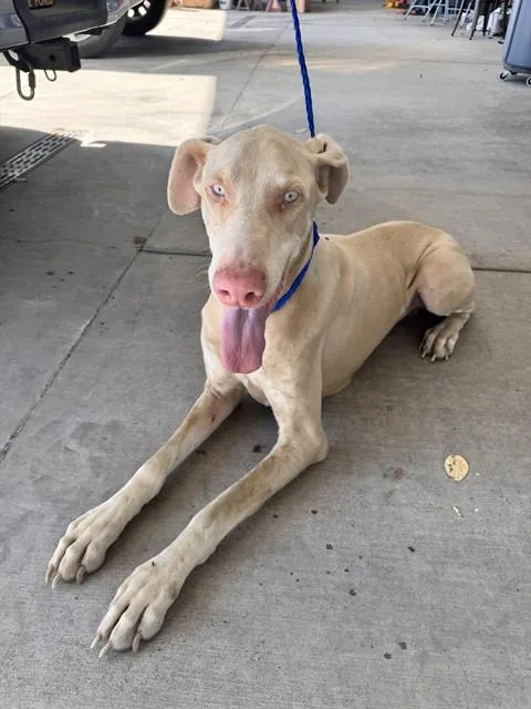 A young large-sized male Doberman Pinscher dog named Titan for adoption in Oroville, CA