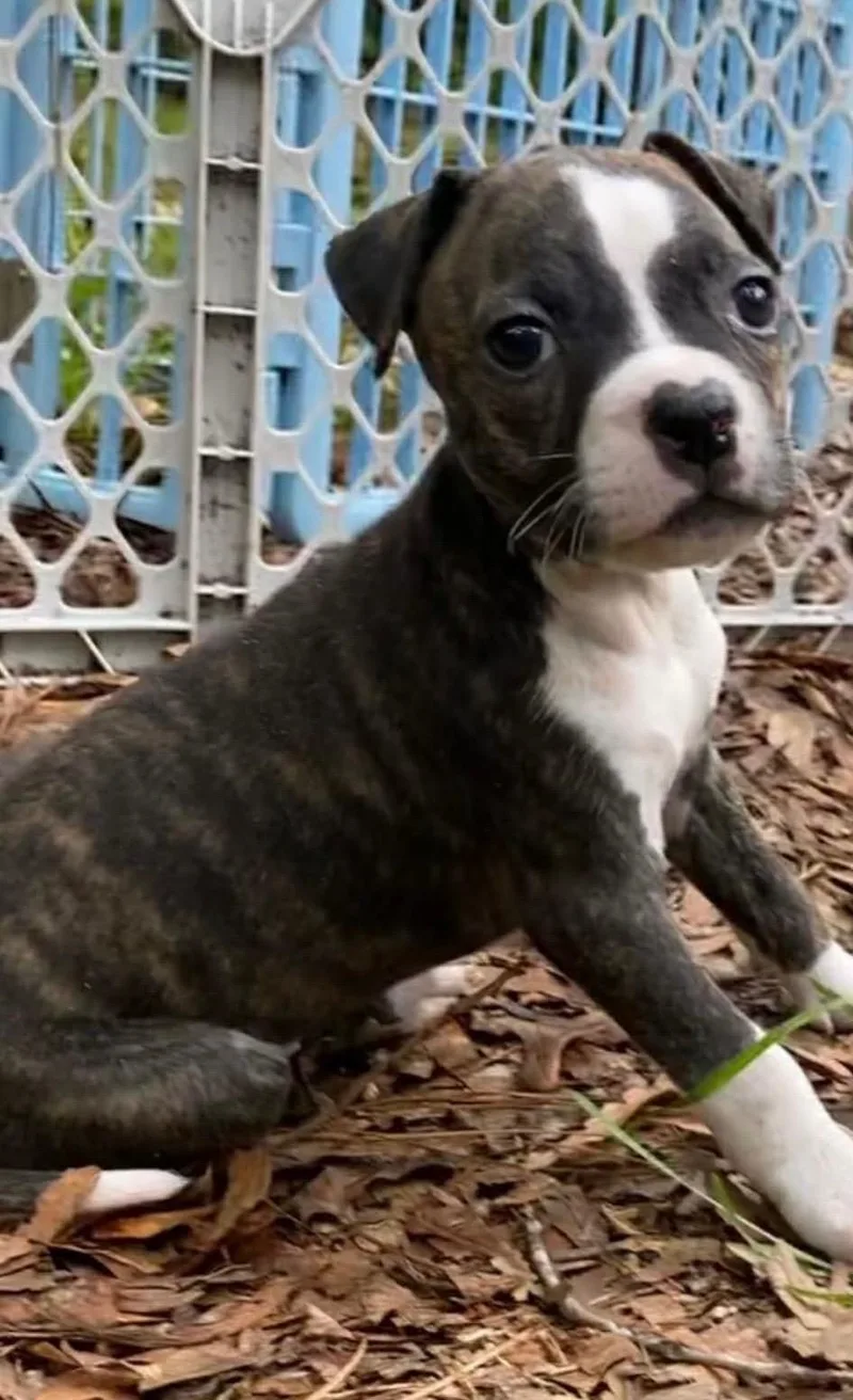 A baby medium-sized female Pit Bull Terrier dog named Panda Bear for adoption in Carmel, NY