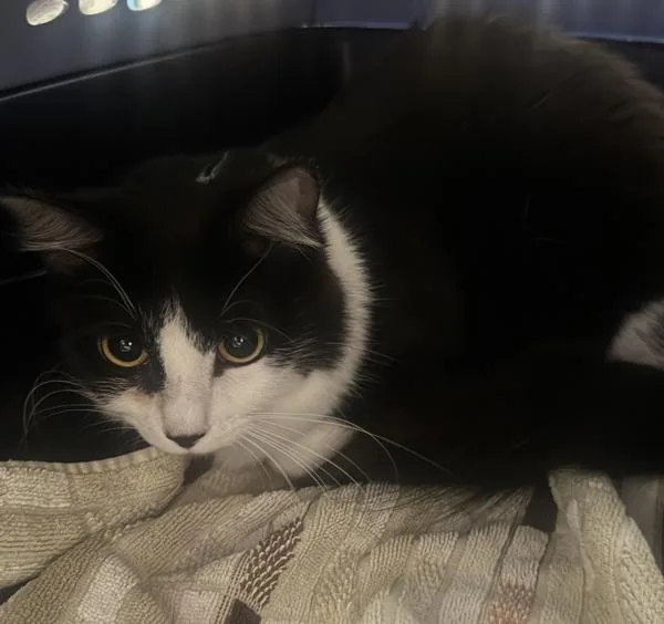 An adult medium-sized female Domestic Short Hair cat named Biza for adoption in Escondido, CA