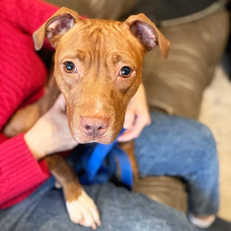 An adult medium-sized female Red / Chestnut / Orange Mixed Breed dog named Frannie for adoption in Oshkosh, WI
