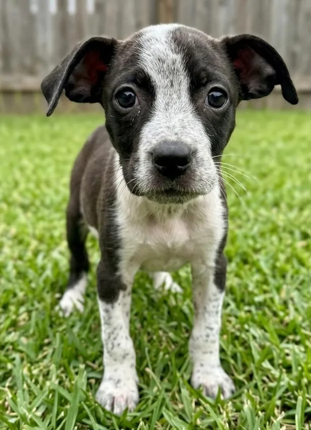 A baby small-sized female Cattle Dog dog named Margo for adoption in Crown Point, IN