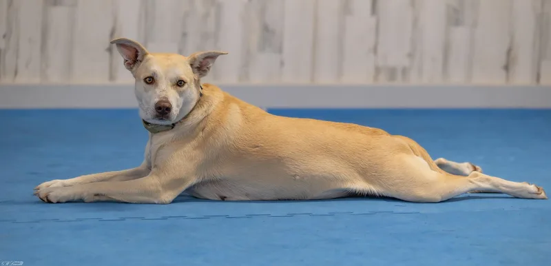 A young medium-sized female Yellow / Tan / Blond / Fawn Mixed Breed dog named Sunshine for adoption in BONIFAY, FL