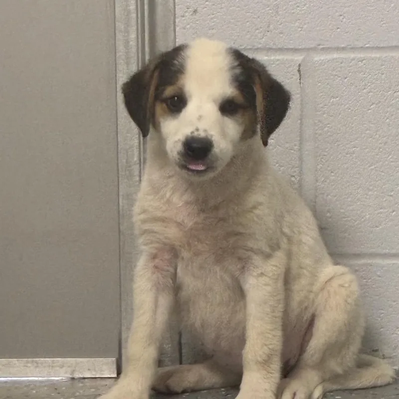 A baby medium-sized female White / Cream Mixed Breed dog named Tac for adoption in Danville, KY