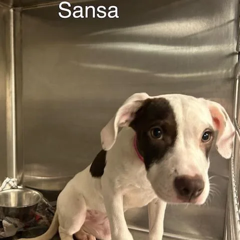 A baby medium-sized female White / Cream Mixed Breed dog named Sansa for adoption in Knoxville, TN