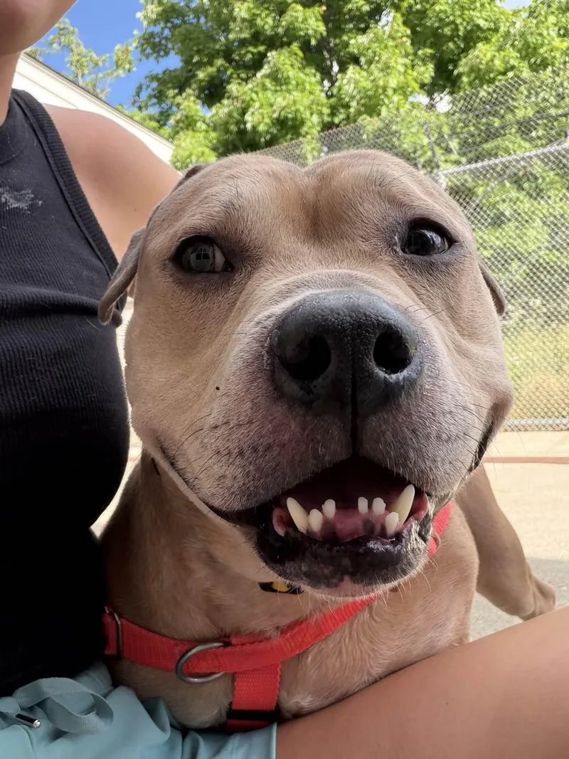 An adult medium-sized male Pit Bull Terrier dog named Diego for adoption in Stratford, CT