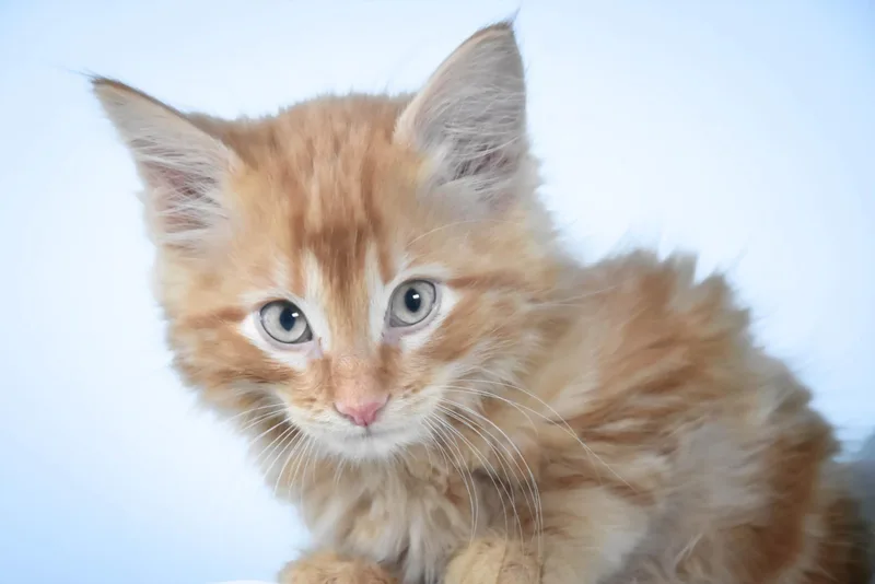 A baby small-sized male Domestic Short Hair cat named Pooh Bear for adoption in Loveland, CO