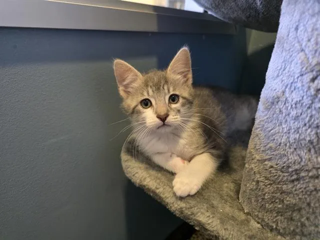 A baby small-sized male Domestic Short Hair cat named Firefly for adoption in Santa Clara, CA