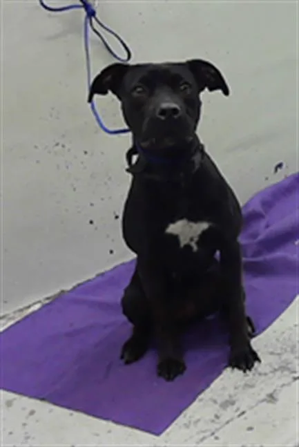 A young medium-sized female Labrador Retriever dog named Whittney for adoption in Houston, TX