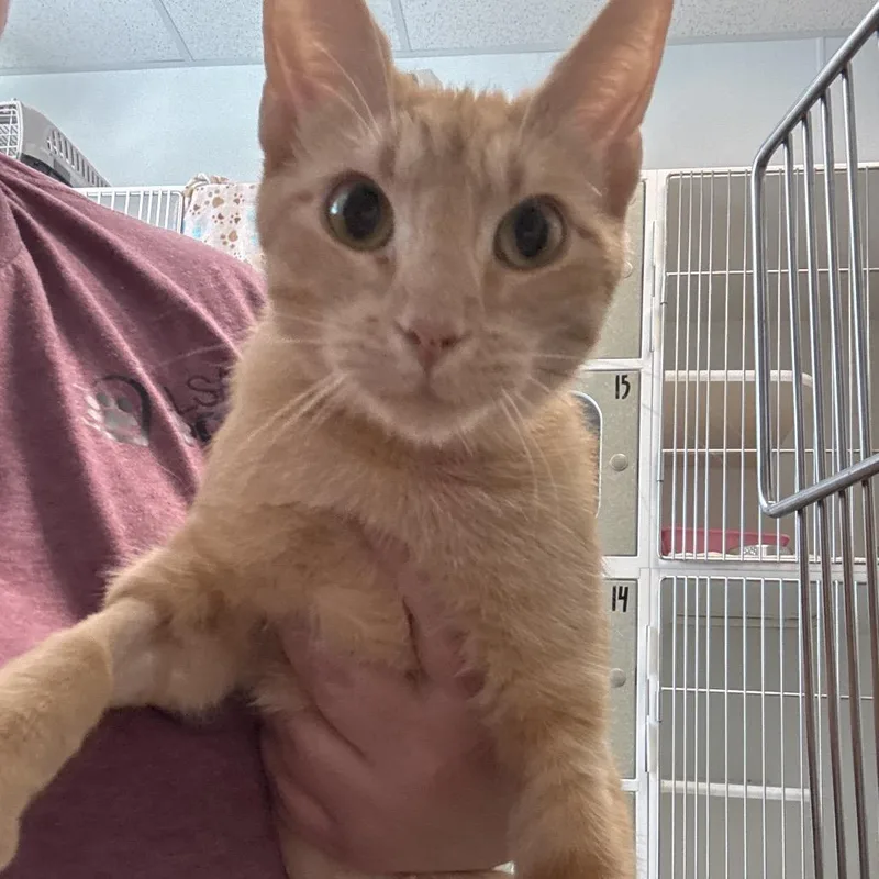 A young medium-sized female Domestic Short Hair cat named Ramona for adoption in Tulsa, OK