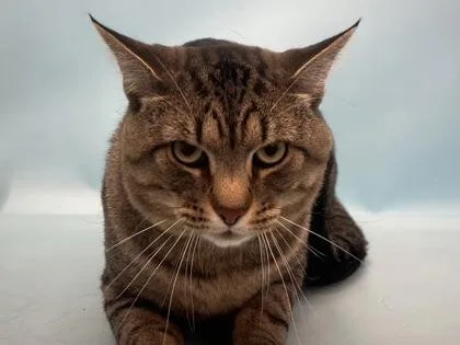 An adult small-sized male Domestic Short Hair cat named Brock for adoption in Golden Valley, MN