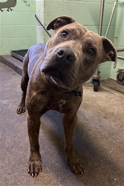 A young medium-sized male Pit Bull Terrier dog named Kronk for adoption in Sacramento, CA