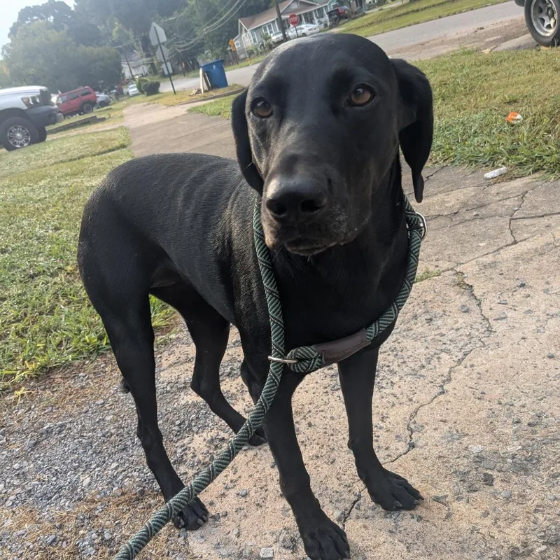 An adult medium-sized female Black Labrador Retriever dog named Maddie for adoption in Birmingham, AL