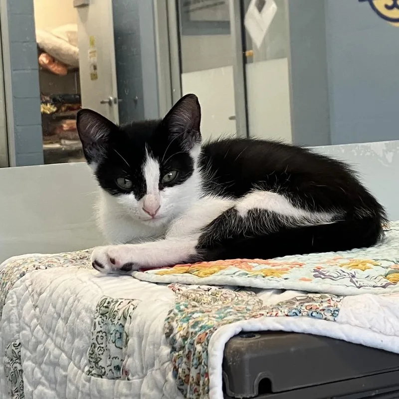A baby small-sized male Black Domestic Short Hair cat named Blue for adoption in Naples, FL