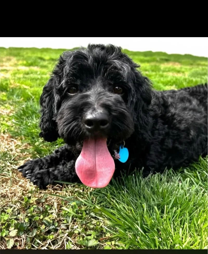An adult small-sized female Cockapoo dog named Cookie Collette for adoption in Berwick, PA