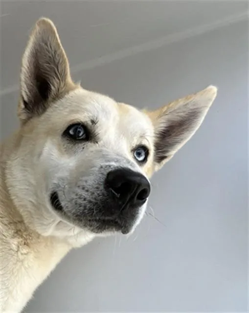 An adult large-sized male Siberian Husky dog named Balto for adoption in Augusta, GA