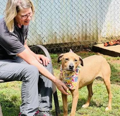 A young small-sized female Pit Bull Terrier dog named Angel $ for adoption in Seneca, SC