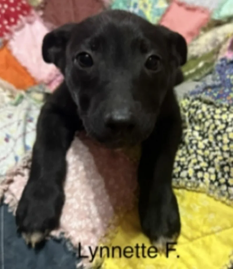 A baby large-sized female Black Labrador Retriever dog named Lynette for adoption in Parma, OH