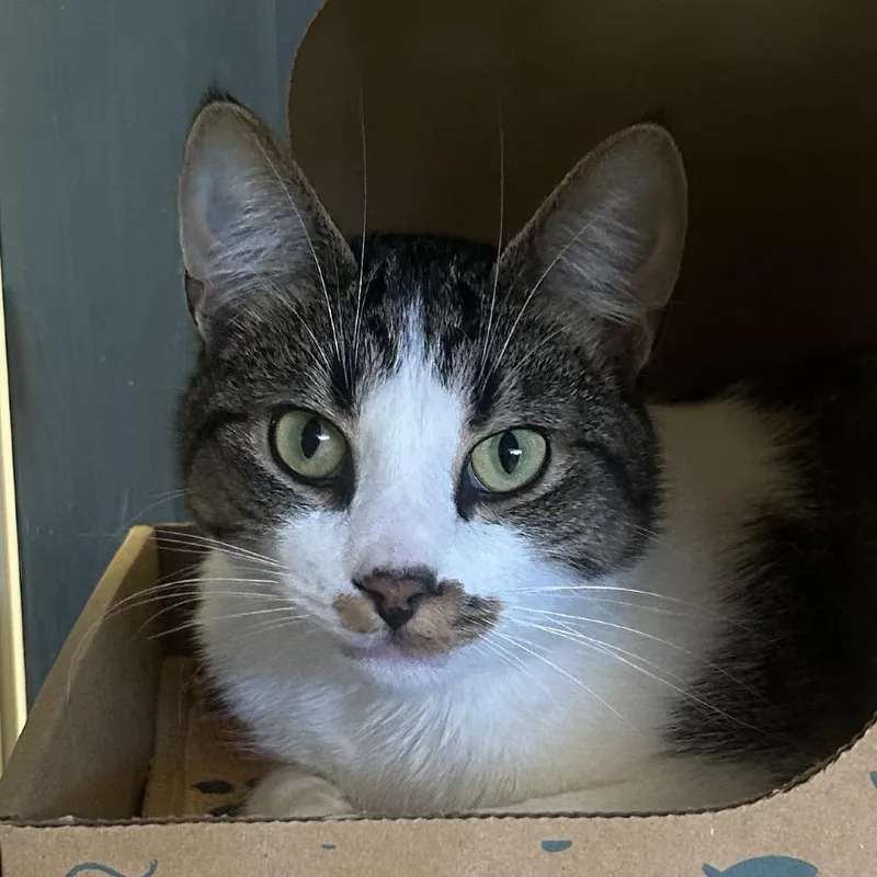 An adult medium-sized male Brown / Chocolate Domestic Short Hair cat named Edmund for adoption in West Olive, MI