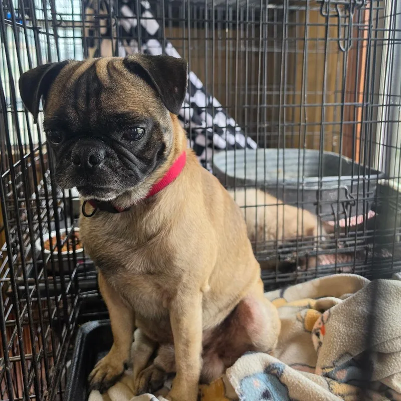 An adult small-sized male Yellow / Tan / Blond / Fawn Pug dog named Freddie for adoption in Pittsburg, KS