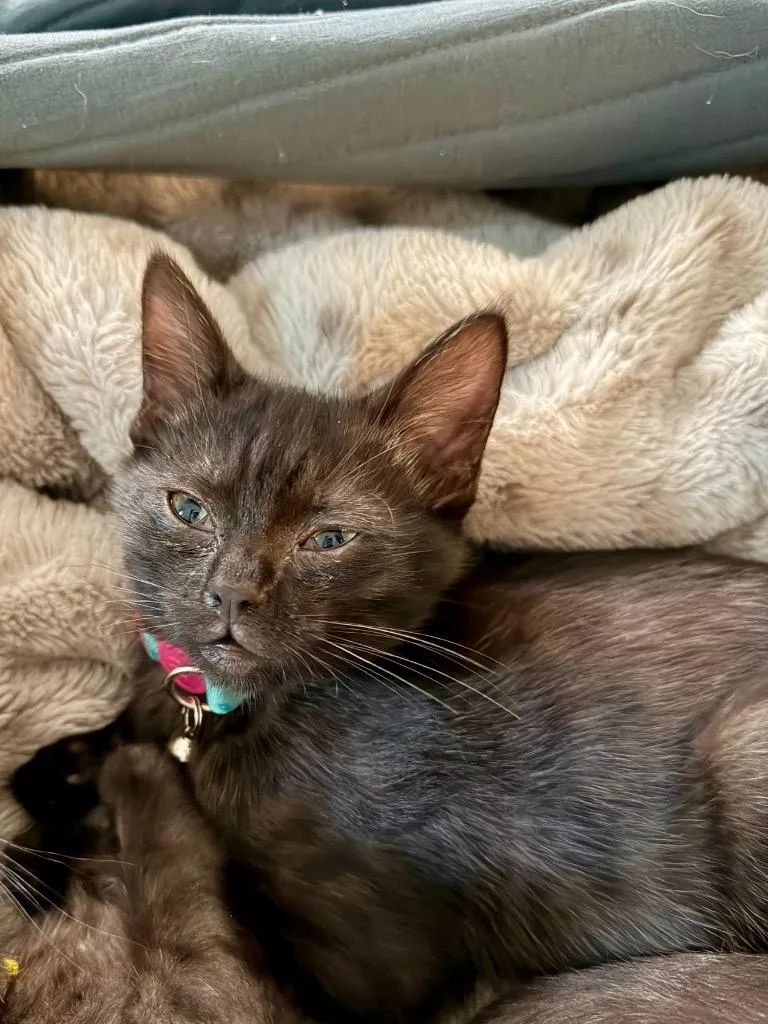 A baby medium-sized female Domestic Short Hair cat named Padme for adoption in Spring, TX