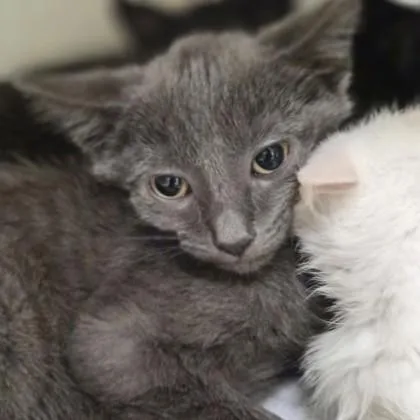 A baby medium-sized male Domestic Short Hair cat named August for adoption in Sacramento, CA