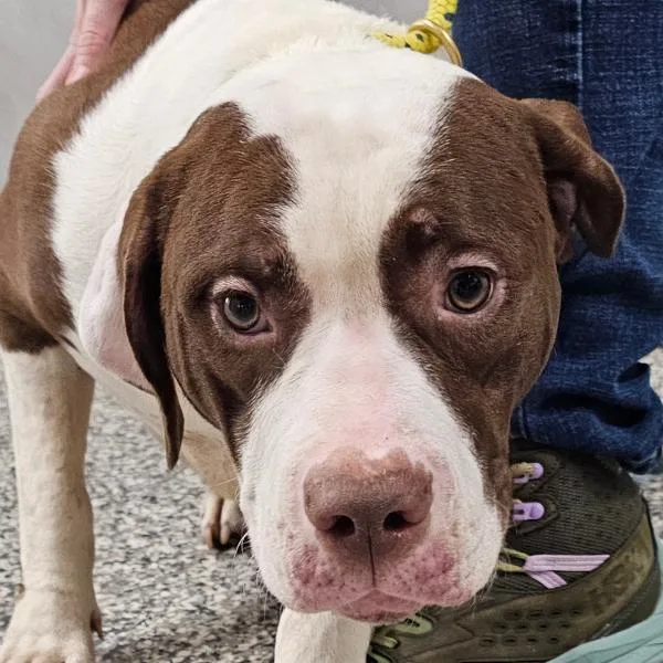 A young medium-sized female Pit Bull Terrier dog named Mimi for adoption in Des Moines, IA
