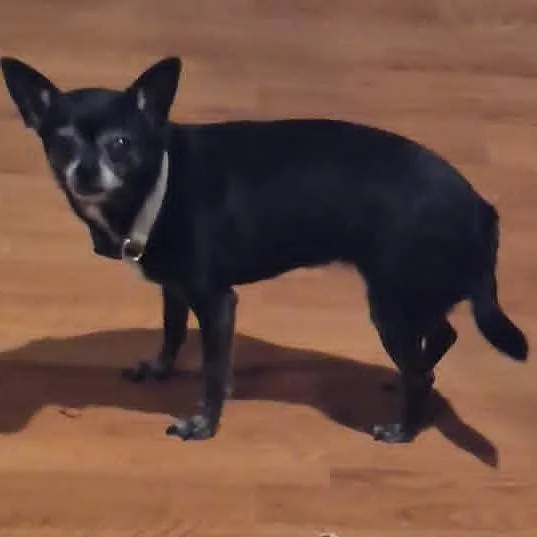 A senior small-sized female Black Chihuahua dog named Bibbidi for adoption in Fredericksburg, TX