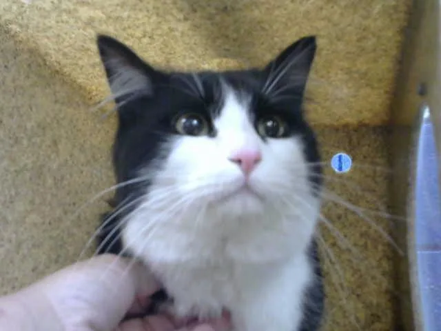 A young medium-sized male Domestic Medium Hair cat named Dino for adoption in Albuquerque, NM