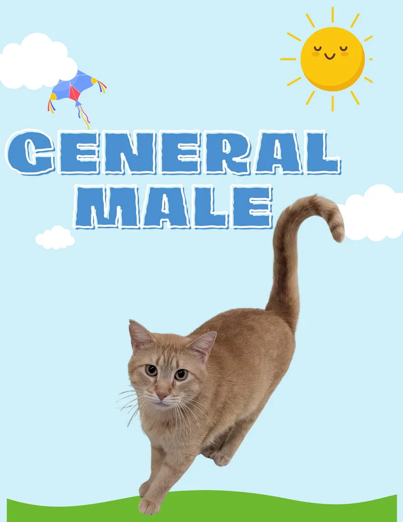 General thumbnail 2
