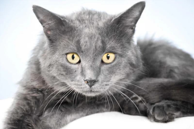 An adult small-sized male Domestic Short Hair cat named Catrick Swayze for adoption in Loveland, CO