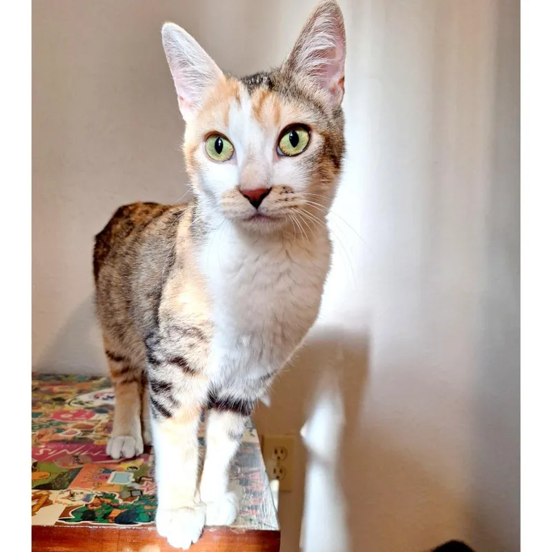 An adult medium-sized female White Domestic Short Hair cat named Peggy for adoption in Austin, TX