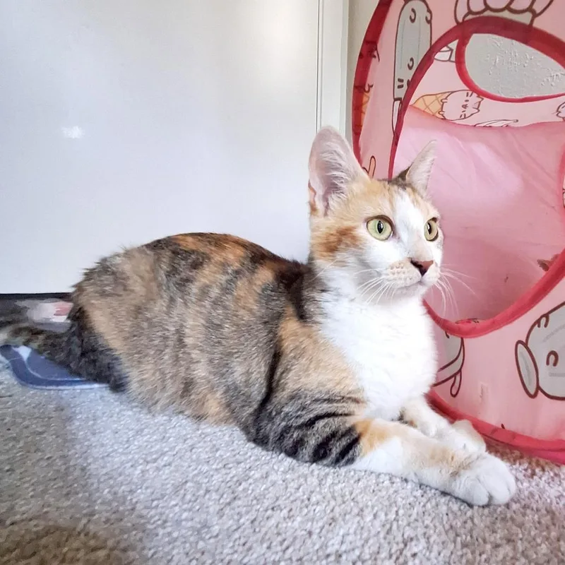 Peggy thumbnail 4