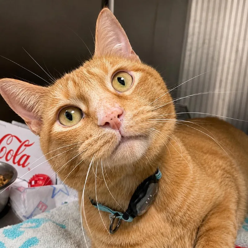 An adult large-sized male Orange / Red Domestic Short Hair cat named Valentine for adoption in La Grange, KY