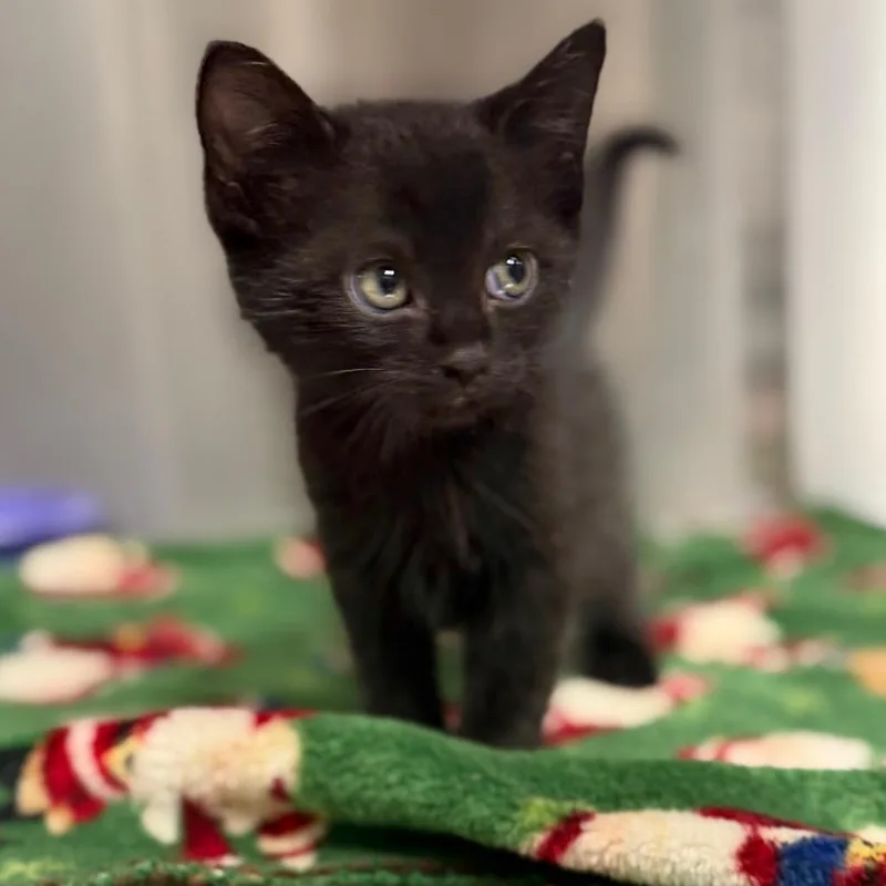 A baby small-sized male Black Domestic Short Hair cat named Hyacinth for adoption in Bryan, TX